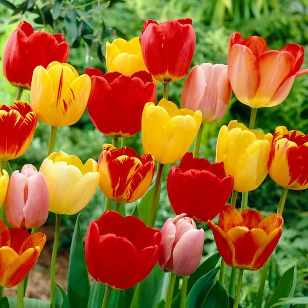 Garden State Bulb 12/+ cm, Darwin Hybrid Tequila Sunrise Mix Tulip Flower Bulbs (Bag of 50)