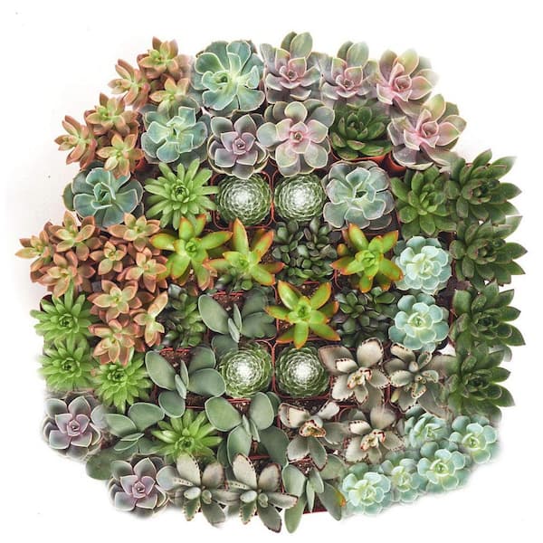Shop Succulents - 2 in. Assorted Succulent (Collection of 32)