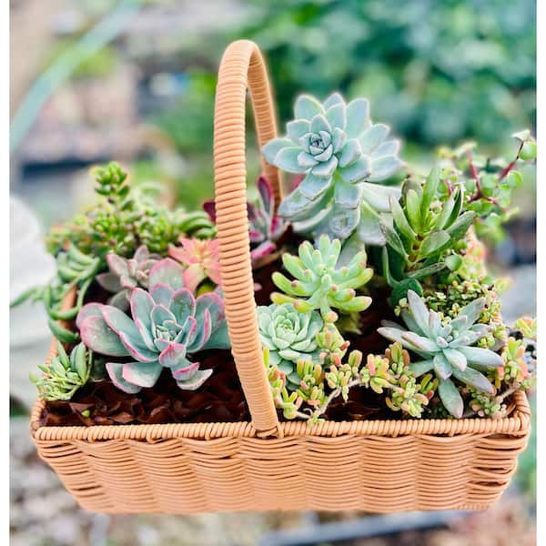 Unbranded Large 11 in. x 7 in. Wicker Soil-Less Succulent Plant Flower Basket, Beautiful Lightweight Collection of Succulents