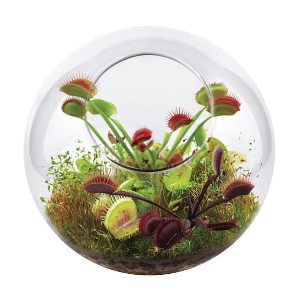 UNIQUE GARDENER Classic Glass Flytrap Indoor Garden Terrarium Indoor Garden Seed Starter Kit