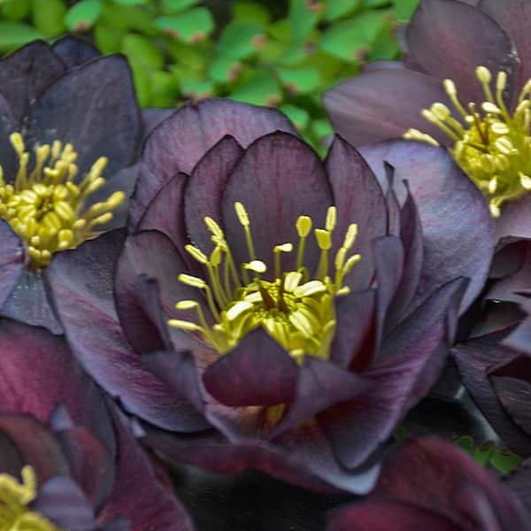 Spring Hill Nurseries Dark and Handsome Lenten Rose Hellebore Dormant Bare Root Flowering Perennial Starter Plant (1-Pack)