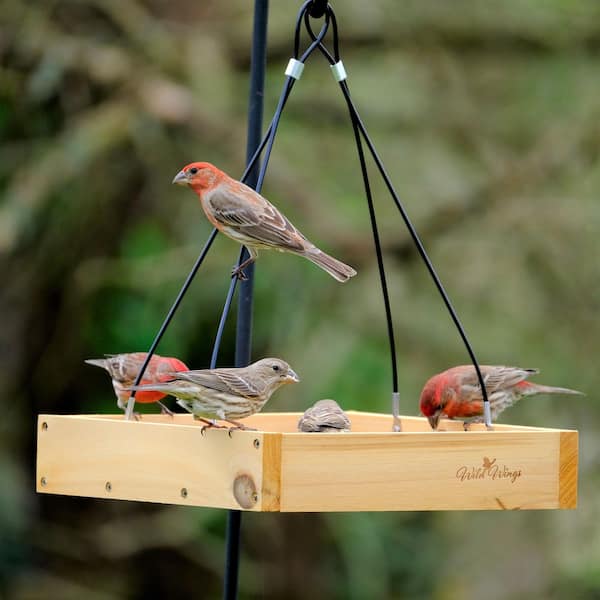 Wild Wings WWCF23 Cedar Tray Bird Feeder - Ubuy-762275