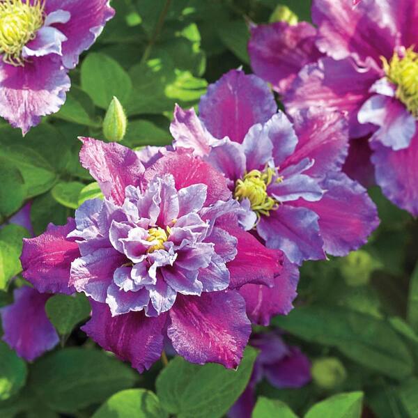 Spring Hill Nurseries 2 in. Pot Piilu Clematis Live Perennial Plant Lilac Colored Flowering Vine
