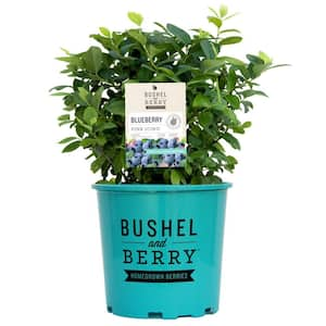 2 Gal. Bushel and Berry Pink Icing Blueberry Live Plant with Large, Robust Flavored Berries