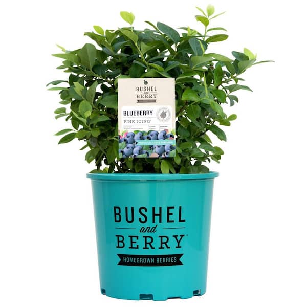 2 Gal. Bushel and Berry Pink Icing Blueberry Live Plant with Large, Robust Flavored Berries