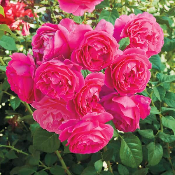 Spring Hill Nurseries 3 Gal. Pot, Grande Dame Hybrid Tea Rose Potted Plant (1-Pack)