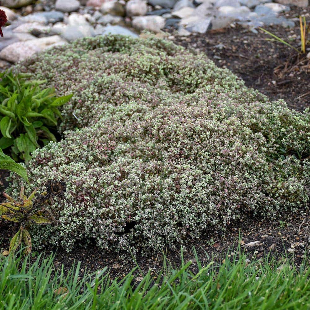 DIRECT GARDENING Larinum Park White Flowering Sedum Dormant Bare