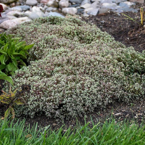 DIRECT GARDENING Larinum Park White Flowering Sedum Dormant Bare