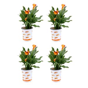 2.5 Qt. Calla Lily Morning Sun Zantedeschia Perennial Live Plant with Orange Flowers (4-pack)