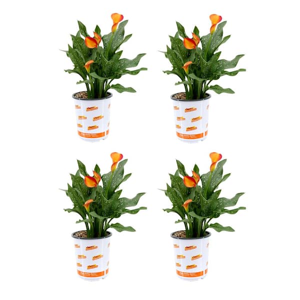Vigoro 2.5 Qt. Calla Lily Morning Sun Zantedeschia Perennial Live Plant with Orange Flowers (4-pack)