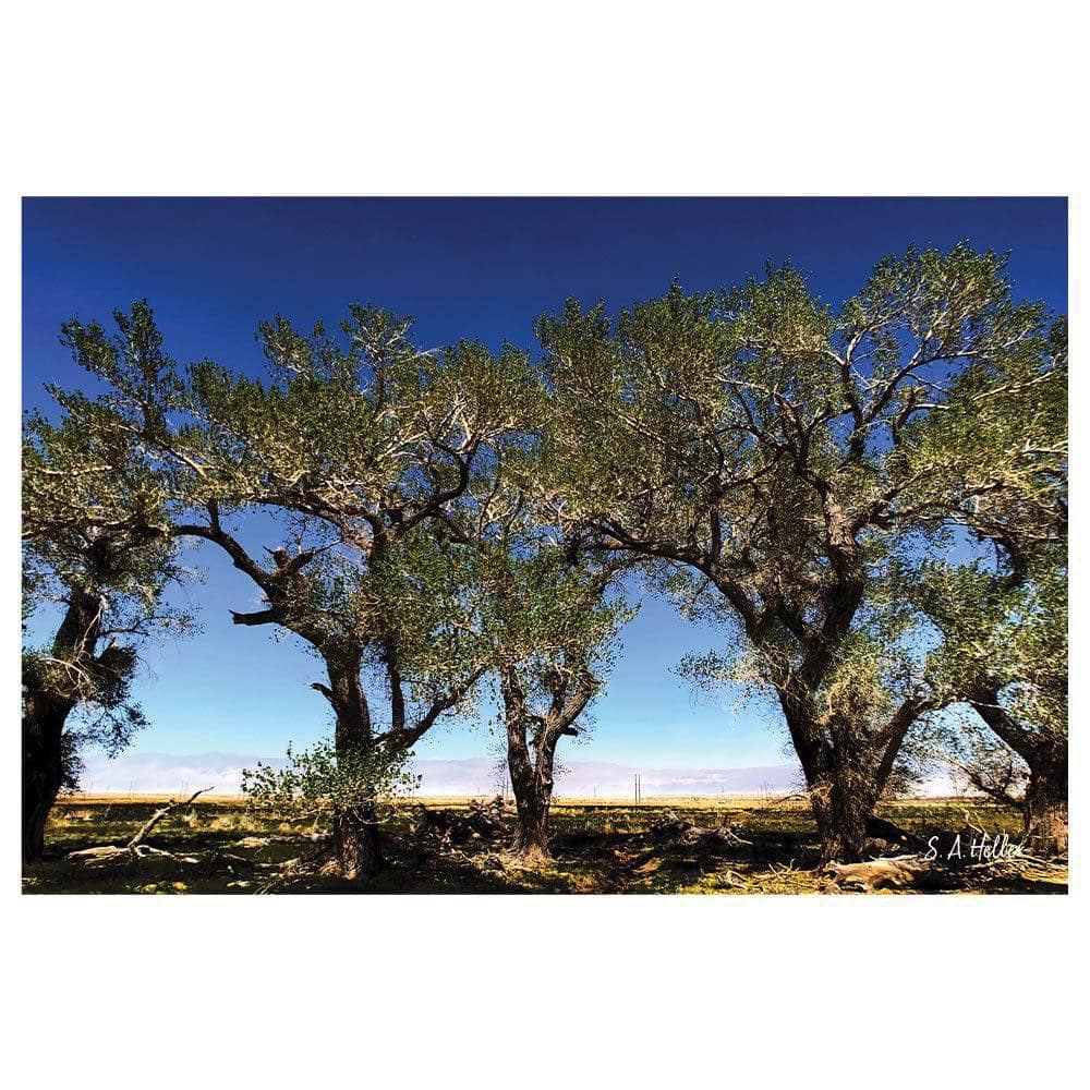 Tree Line by Steven a Heller 1-Piece Unframed Canvas Drawing Print 20 in. x 30 in. price history on PriceWatchPro