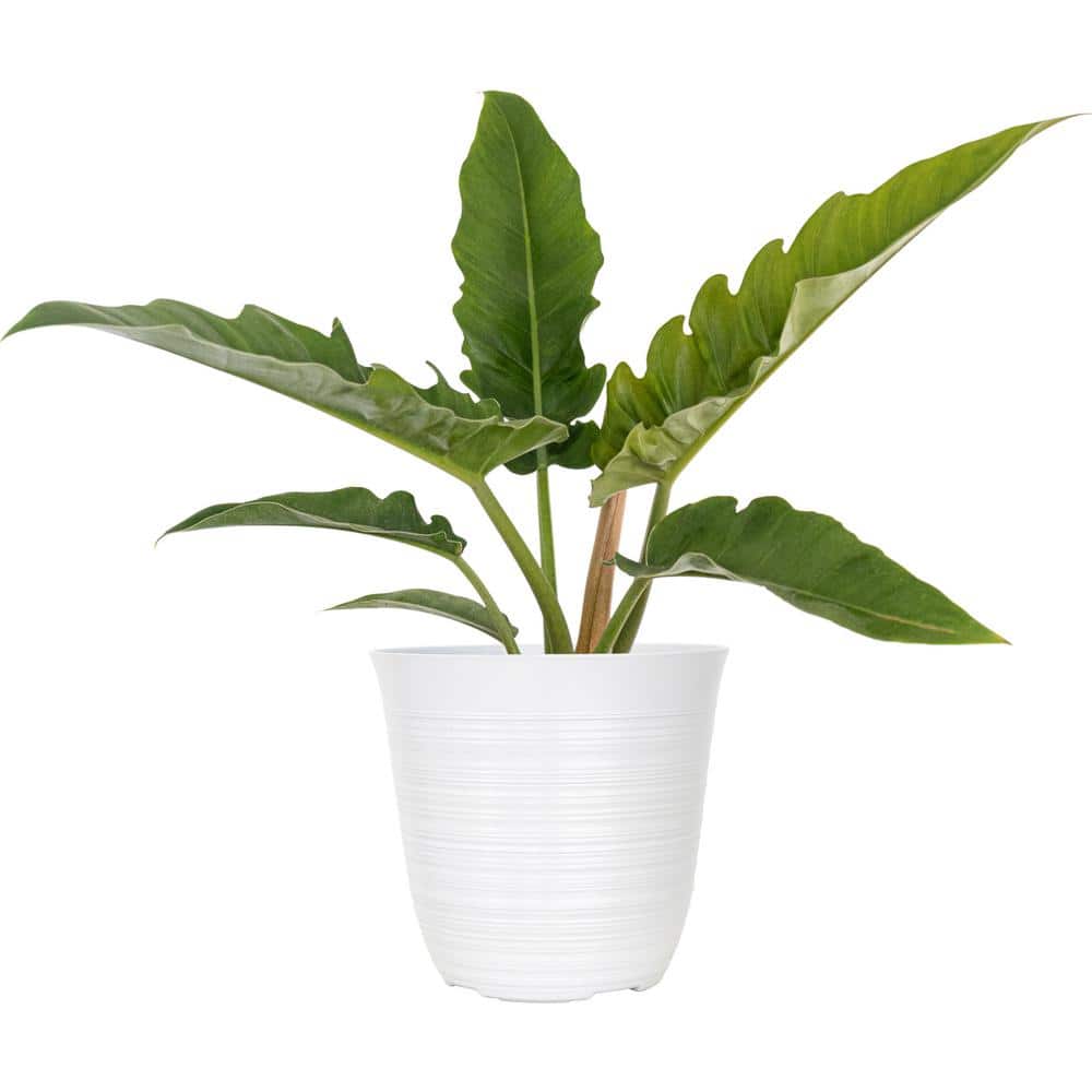 variegated swiss cheese plant Monstera Adansonii Swiss Cheese Plant