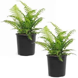 1 gal. Tasmanian Tree Fern Perennial Plant (2-Pack)