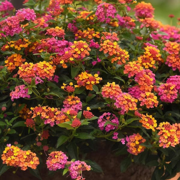 national PLANT NETWORK 2.5 in. Lantana Bloomify PassionFruit Plant
