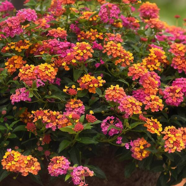 national PLANT NETWORK 2.5 in. Lantana Bloomify PassionFruit Plant