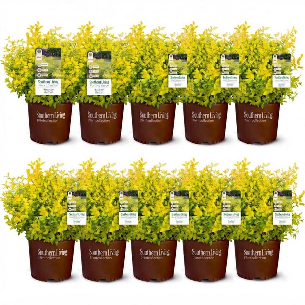 2.5 Qt. Sunshine Ligustrum, Evergreen Shrub, Bright Golden-Yellow Foliage (10-Pack) price history on PriceWatchPro