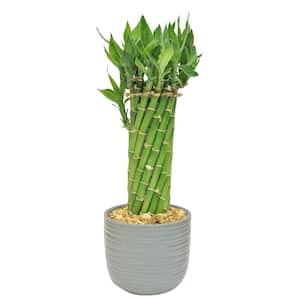 Grower's Choice Medium Braided Lucky Bamboo Indoor Plant in 4.5 in. Tan Ceramic Pot, Avg. Shipping Height 1-2 ft.Tall