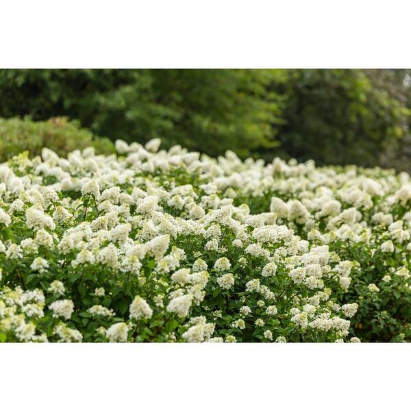 FIRST EDITIONS 1 Gal. Strawberry Sundae Hydrangea Flowering