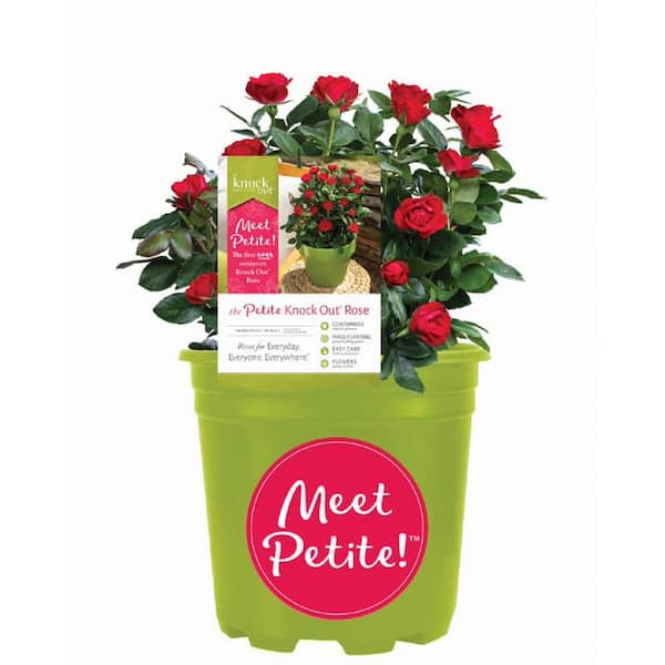 KNOCK OUT 8 in. Petite Knock Out Rose Bush with Red Flowers in Decorative Pot