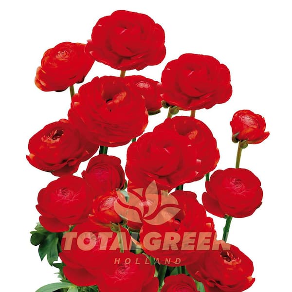 national PLANT NETWORK Red Peony Ranunculus Plant Bulb Kit