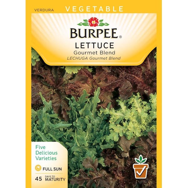 Burpee Bibb Lettuce Seeds - Thumbnail 2