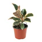 2.5 Qt. Rubber Tree 'Ruby' Ficus Plant in Grower Pot
