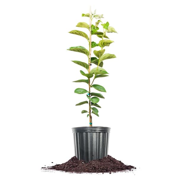 Perfect Plants Tanenashi Persimmon Tree 3 gal. Growers Pot, Fruit Bearing Persimmon Tree