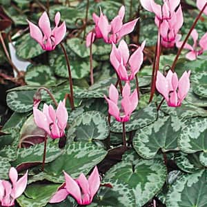 Hardy Cyclamen Bulb Mixture, Red and Pink Colored Flowers (3-Pack)