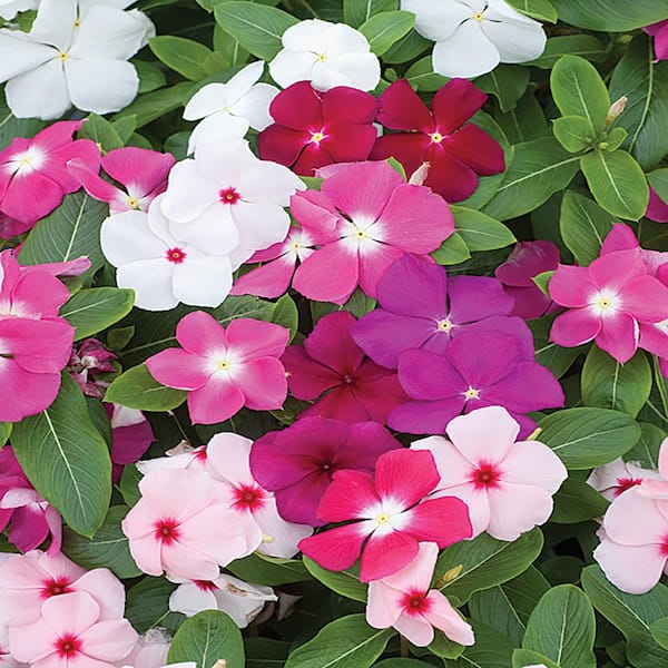 Unbranded 1.88-Pint Pacifica Periwinkle Plant