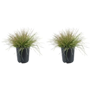 2.5 qt. Perennial Grass Deschampsia Northern Lights (2-Pack)