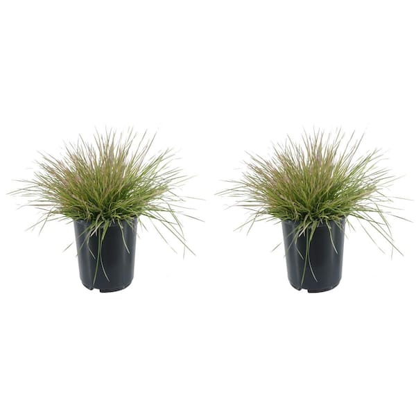 Unbranded 2.5 qt. Perennial Grass Deschampsia Northern Lights (2-Pack)