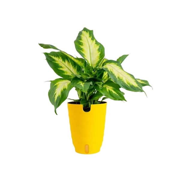 Vigoro Grower's Choice Dieffenbachia Indoor Plant in 6 in. Self