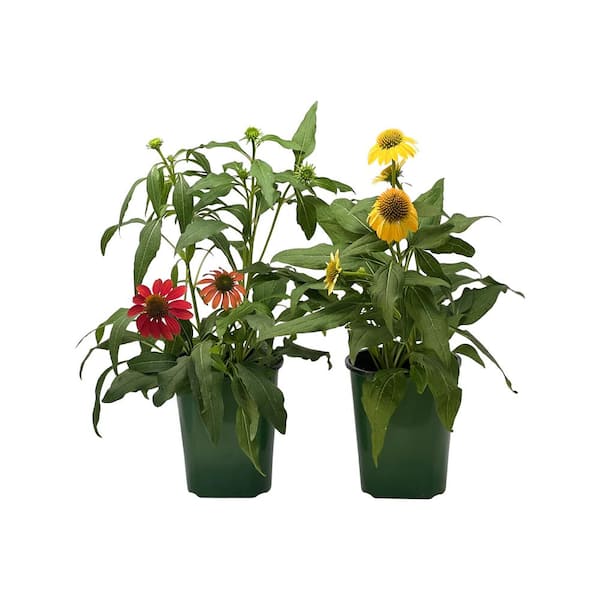 Pure Beauty Farms 2.5 Qt Echinacea Cheyenne Mix in Grower's Pot (2-Packs)