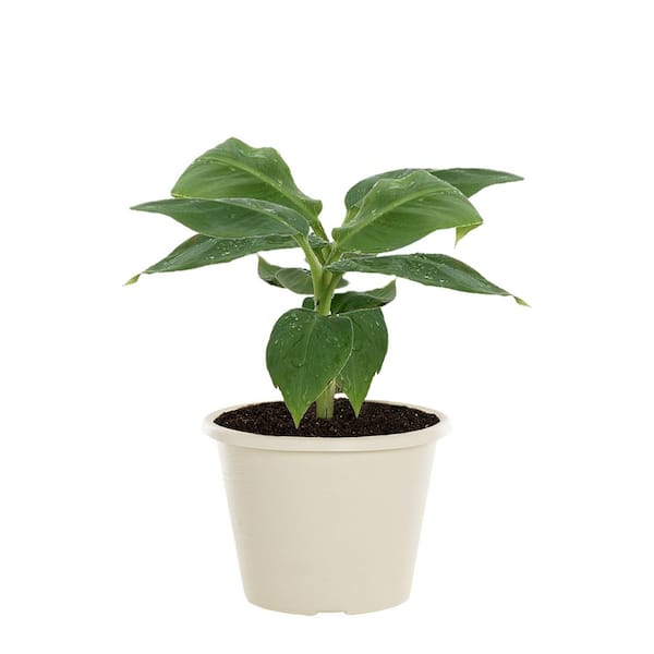 1 Gal. Deco Planter Musa Banana Tree Green Annual Plant