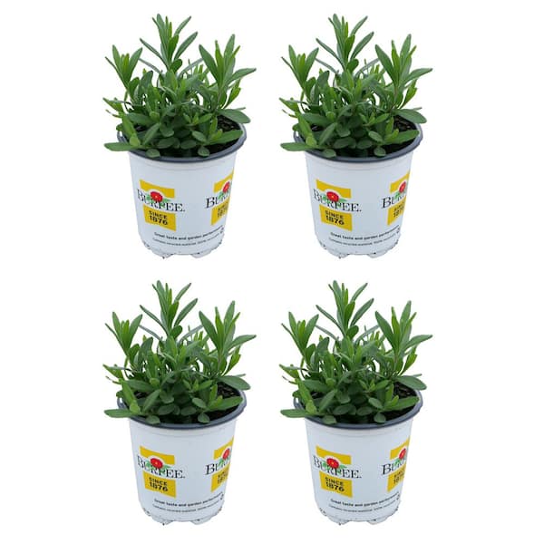 1.0 pt Burpee Herb Lavender Munstead Plant (4-Pack)