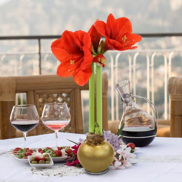 Gold Waxed Red Blooming Giant Amaryllis Bulbs (3-Pack)