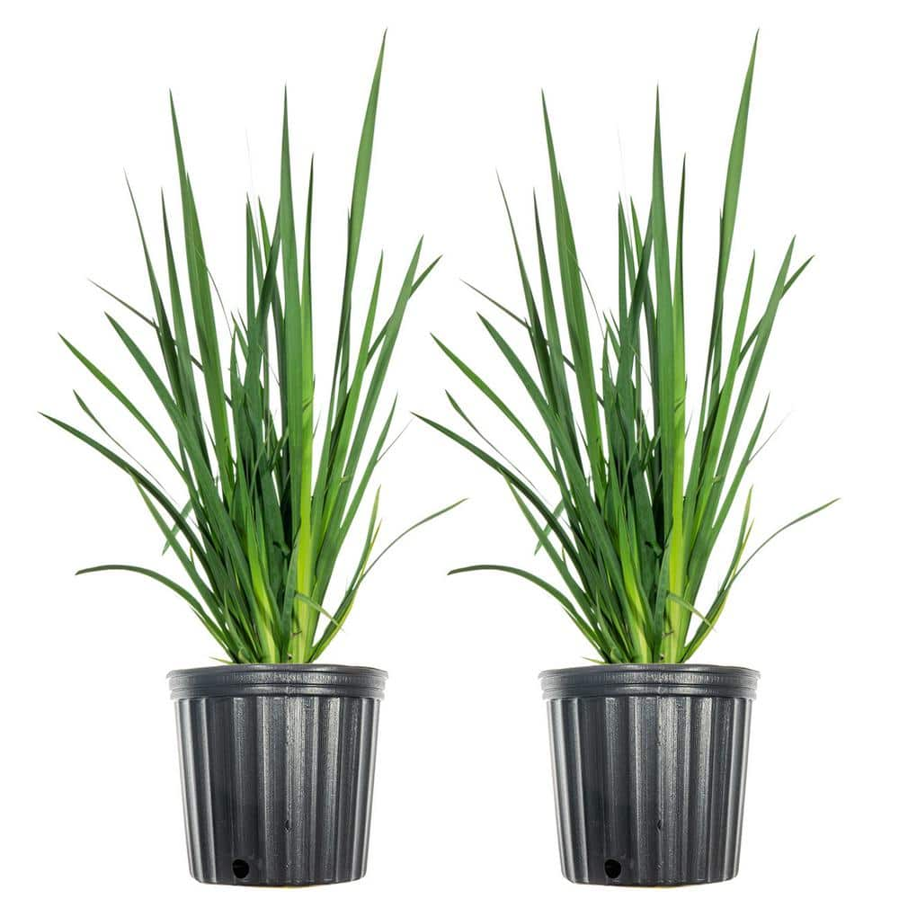 1 White African Iris Shrub (2-Pack) THD00004 - The Home Depot