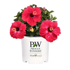 PROVEN WINNERS 2 Gal. Hot Shot Hibiscus Shrub 17225 - The Home Depot