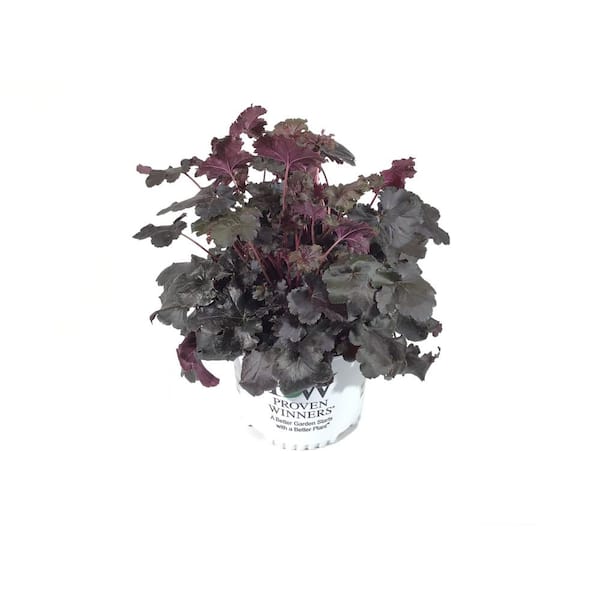 PROVEN WINNERS Coral Bells Plant (Heuchera) Black Pearl