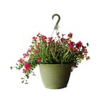 1.8 Gal. Purslane Plant Hot Pink Flowers in 11 In. Hanging Basket