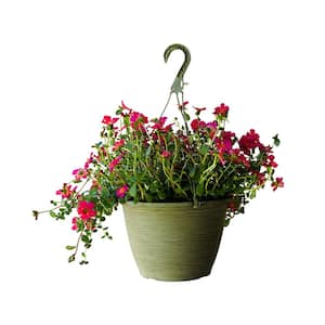 1.8 Gal. Purslane Plant Hot Pink Flowers in 11 In. Hanging Basket