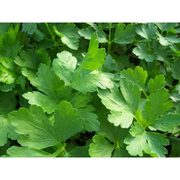 PROVEN WINNERS Flat Leaf Parsley, Live Plant, Herb, 4.25 in. Grande