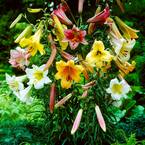 Lilies Giant Trumpet (Mixture Set of 12 Mammoth Bulbs)