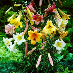 Lilies Giant Trumpet (Mixture Set of 12 Mammoth Bulbs)