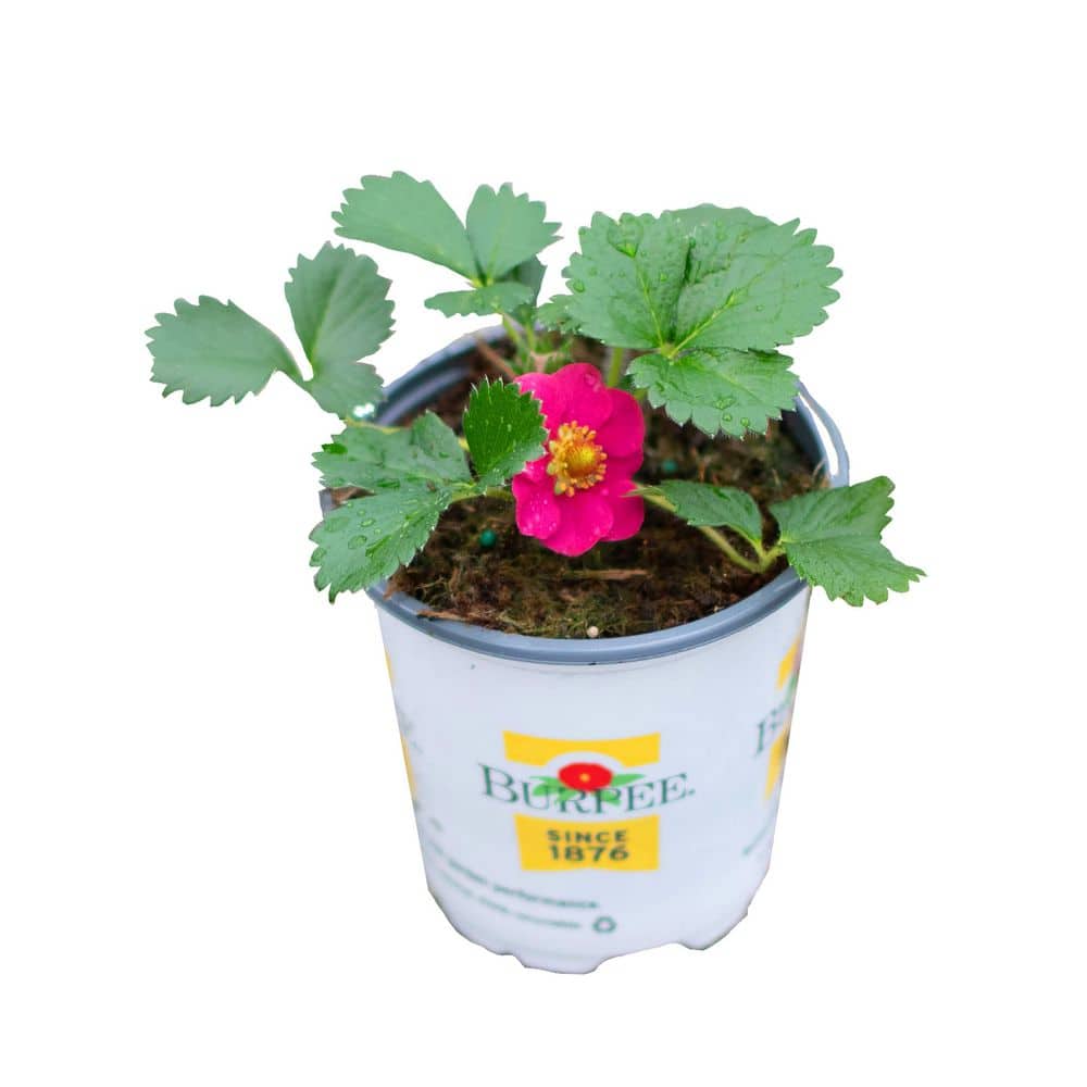 Burpee 1.0 PT Strawberry Fresca Plant 1013364391 - The Home Depot
