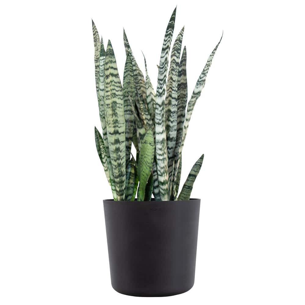 united-nursery-snake-plants-