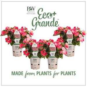 4.25 in. Eco+Grande, Surefire Rose (Begonia) Live Plant, Pink Flowers (4-Pack)