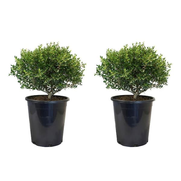 Alder & Oak #5 Container Dwarf Yaupon Holly Shrub (2-Pack)