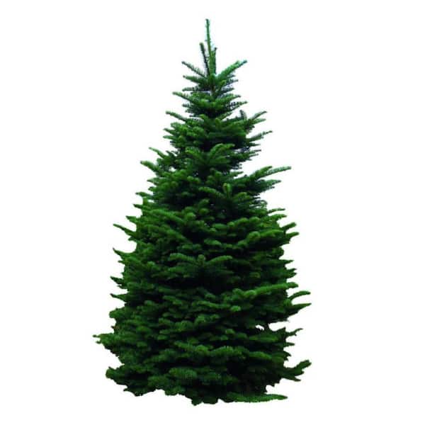 67 ft. Freshly Cut Live Abies Grand Fir Christmas Tree 808339 The