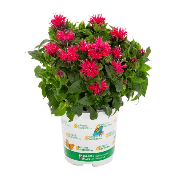 2 QT Monarda Bee Balm 'Pocahontas Red Rose' Red Perennial Plant
